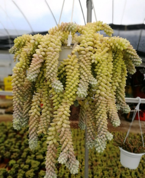 多肉植物有哪些品种