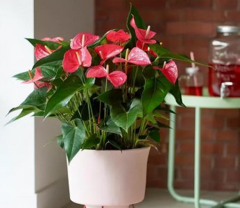 适合室内的植物有哪些 室内容易养活的植物介绍