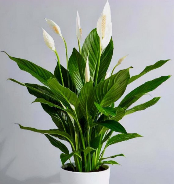 适合室内的植物有哪些