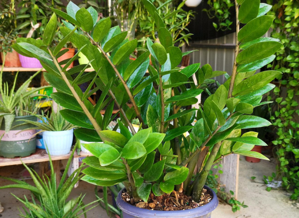 适合室内的植物有哪些