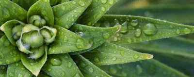 芦荟怎么种才能活 家养芦荟的正确养法
