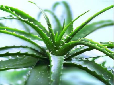 芦荟怎么种才能活