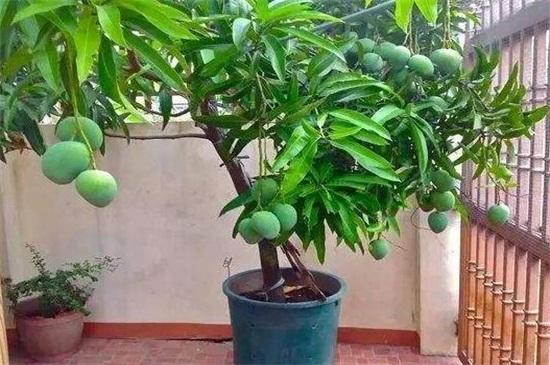 芒果盆栽怎么种植
