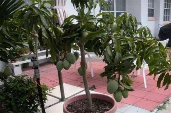 芒果盆栽怎么种植