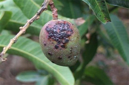 芒果盆栽怎么种植