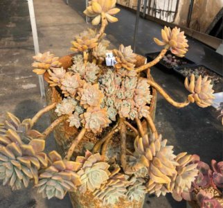 多肉淡雪和幽灵公主是一样的吗 详解多肉淡雪的特点