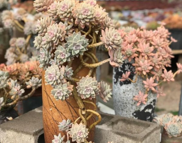 多肉淡雪和幽灵公主是一样的吗