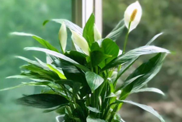 一帆风顺的花怎么养