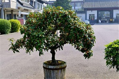 盆栽桂花树怎么养 盆栽桂花浇水的正确方法