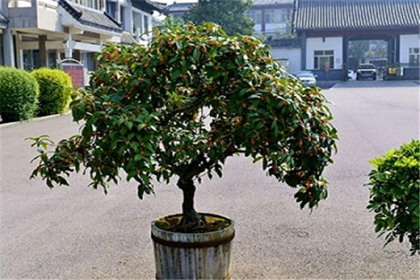 盆栽桂花树怎么养