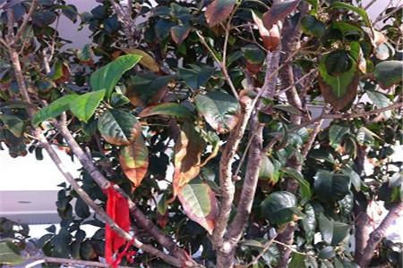 盆栽桂花树怎么养
