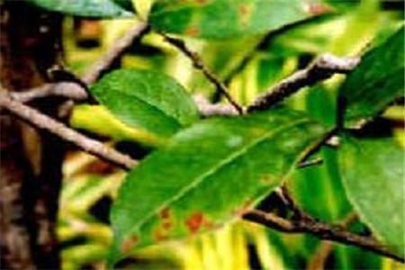 盆栽桂花树怎么养