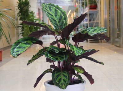 紫背竹芋冬天怎么养 紫背竹芋植物养护知识