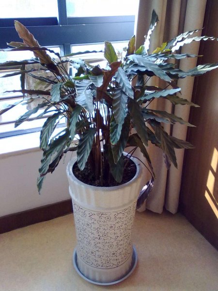 紫背竹芋冬天怎么养