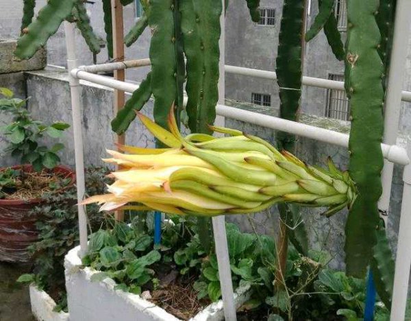 火龙果籽怎样种植