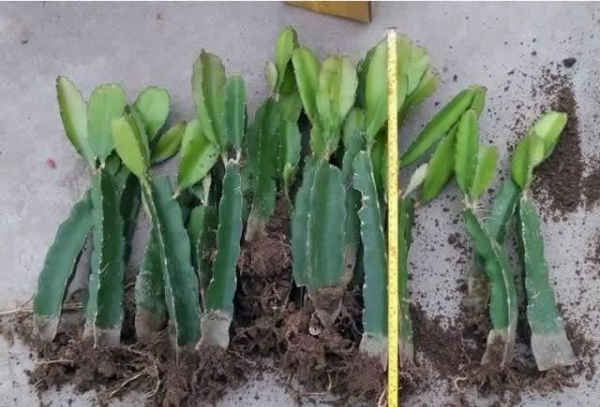 火龙果籽怎样种植