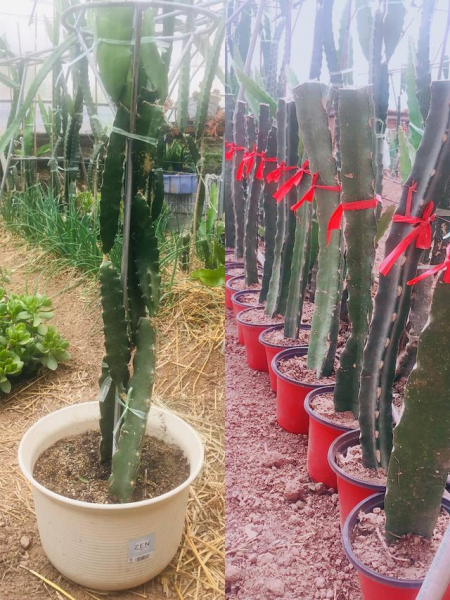 火龙果籽怎样种植