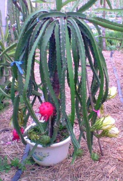 火龙果籽怎样种植
