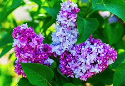 丁香花室内怎么养 盆栽丁香花养殖技巧