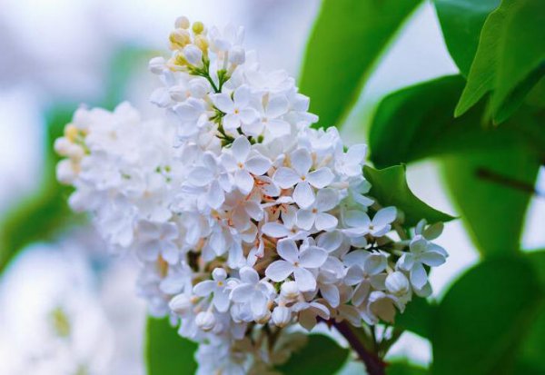丁香花室内怎么养