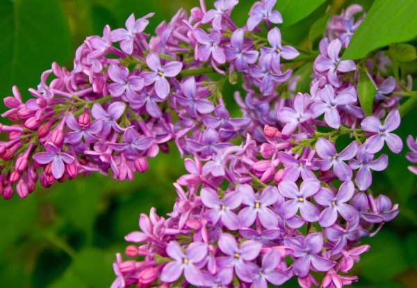 丁香花室内怎么养