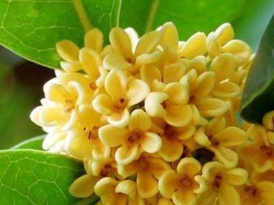 四季桂花树怎么养