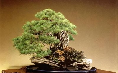 针叶松盆景怎么养 针叶松的养殖方法讲解