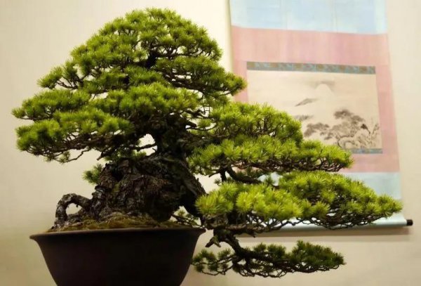 针叶松盆景怎么养