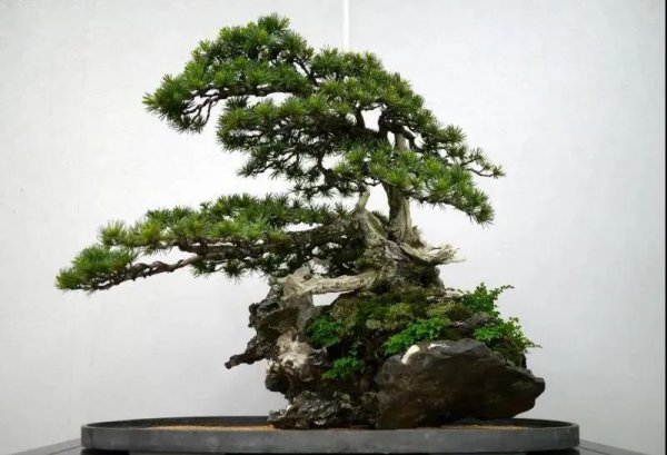 针叶松盆景怎么养