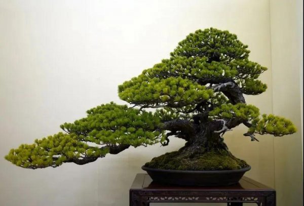针叶松盆景怎么养