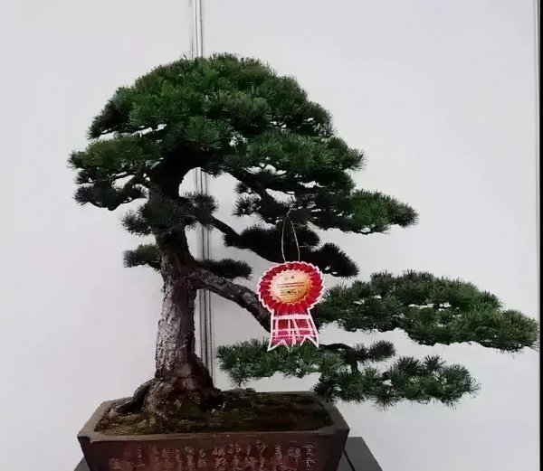 针叶松盆景怎么养