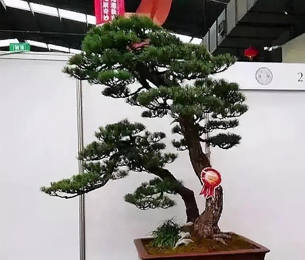 针叶松盆景怎么养