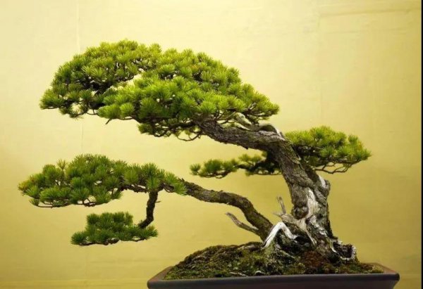 针叶松盆景怎么养