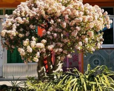 玉树植物盆景怎么养 室内盆栽玉树的养殖方法