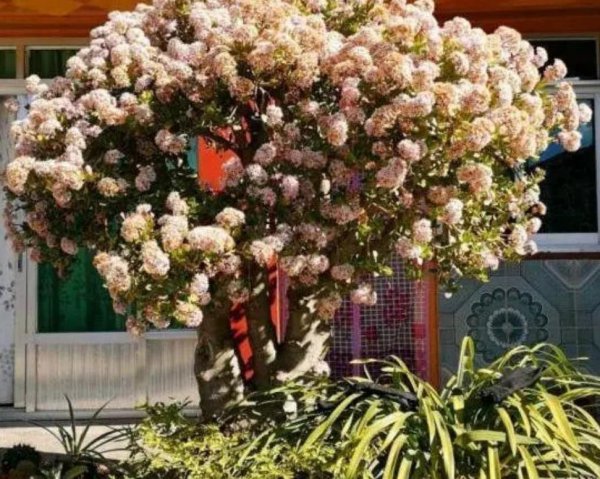 玉树植物盆景怎么养