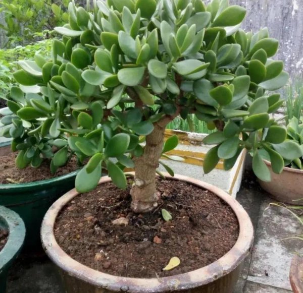 玉树植物盆景怎么养