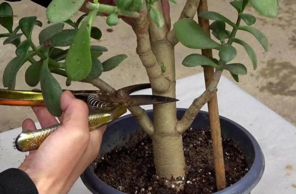玉树植物盆景怎么养