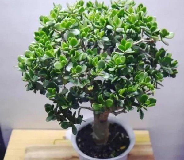 玉树植物盆景怎么养