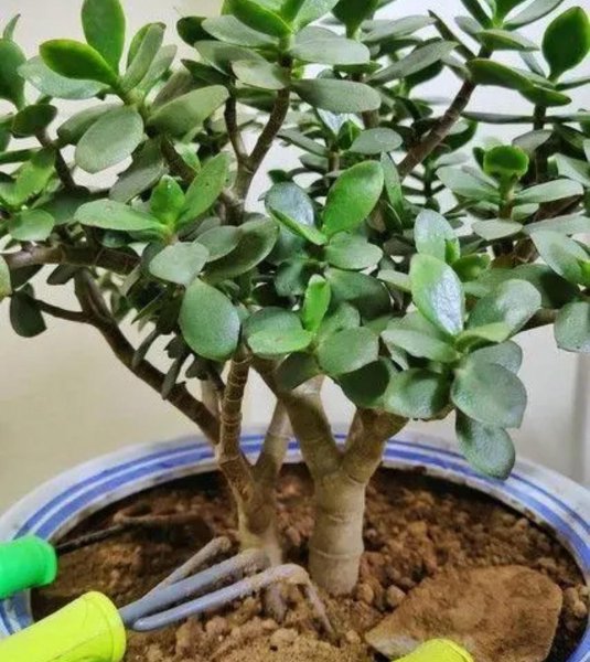玉树植物盆景怎么养
