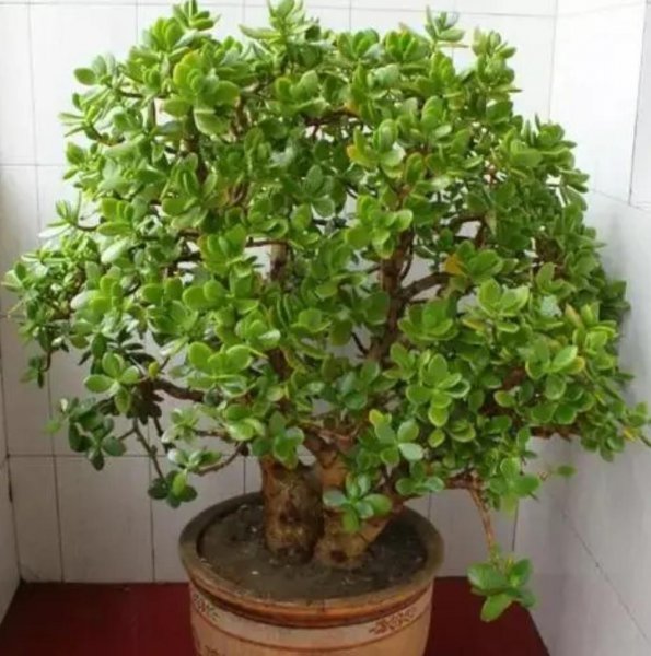 玉树植物盆景怎么养