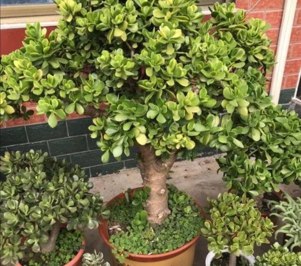 玉树植物盆景怎么养