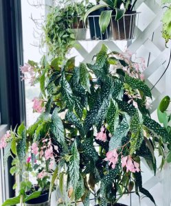 适合客厅摆放的彩叶绿植有哪些 盘点6种适合客厅摆放的好看彩叶绿植推荐