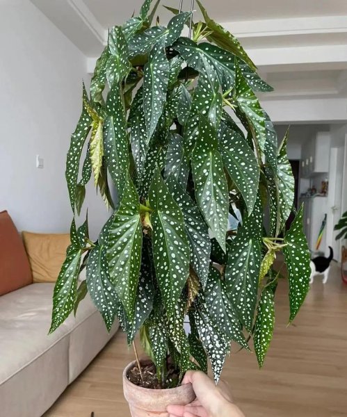 适合客厅摆放的彩叶绿植有哪些