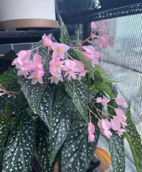 适合客厅摆放的彩叶绿植有哪些
