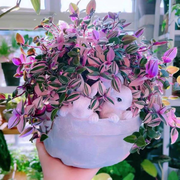 适合客厅摆放的彩叶绿植有哪些