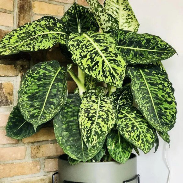 适合客厅摆放的彩叶绿植有哪些