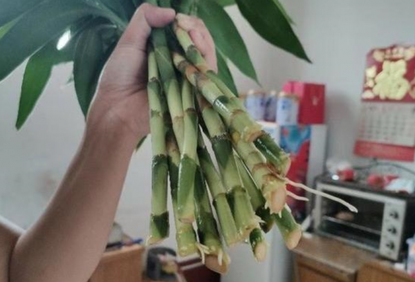 富贵竹好养吗