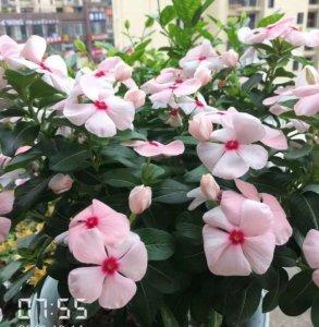 花期长适合家养的花有哪些 盘点六种好看又好养的花卉