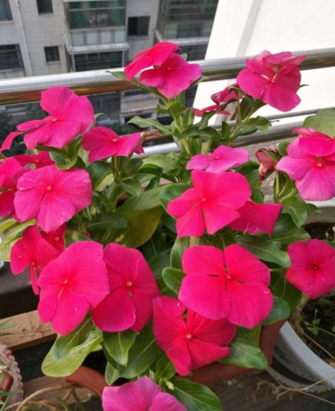 花期长适合家养的花有哪些
