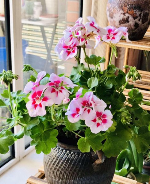 花期长适合家养的花有哪些